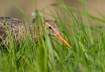 Grutto, Black-tailed Godwit, Limosa limosa
