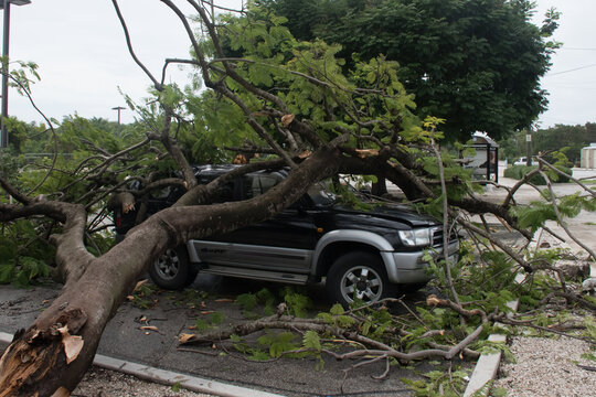 A tree has been blown over onto a car caused by storm damage