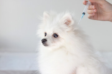 A beautiful little white fluffy dog is a Pomeranian and the hand with a syringe. Concept of vaccinations, injections for dogs, animals, veterinary care