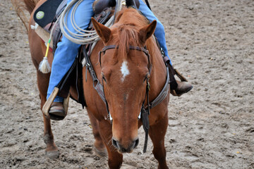 A man with lasso is sitting on the brown horse, Houston, Texas, US