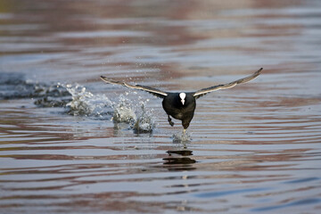 Meerkoet, Eurasian Coot, Fulica atra