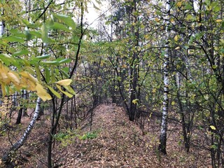 grape vines in the vineyard