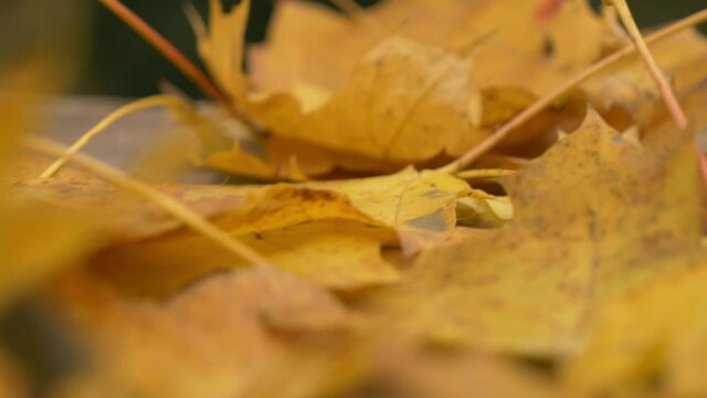 muple leaves on a table in a garden