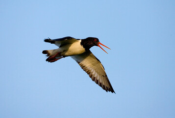 Eurasian Oystercatcher, Scholekster, Haematopus ostralegus