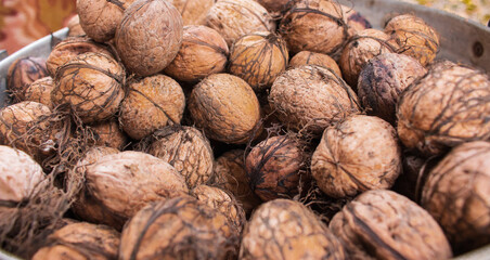 Group of walnuts. Close up of walnuts. Autumn harvest. Dried nuts. Rural nature background. Raw healthy food. Nuts shell. Tasty organic snack. Vegetarian food. 