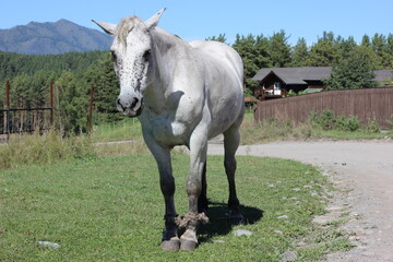 White horse in the field