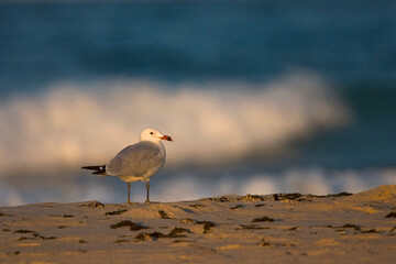 Audouins Meeuw, Audouin's Gull, Ichthyaetus audouinii