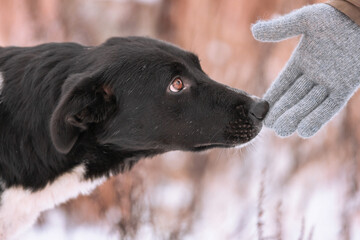 A cute, cautious, afraid sheepdog is smelling the hand in grey glove against a winter background. The dog's eyes search for its owner. Adoptable Dogs in Local Shelter. Meeting