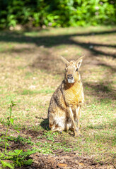 Patagonian Maras in the park outdoors