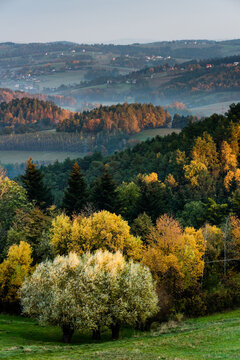 Colorful Foliage on Trees and Rolling Hills in Fog at Autumnal Sunrise