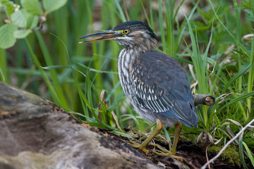 Green Heron, Groene Reiger, Butorides virescens