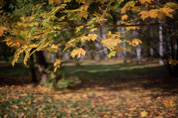A path under the autumn branches of trees. Autumn background