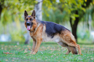 A beautiful German shepherd dog, obedient on the street, performs commands