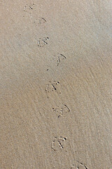 Fototapeta na wymiar Seagull footprints in the sand. Kola Peninsula, Russia.