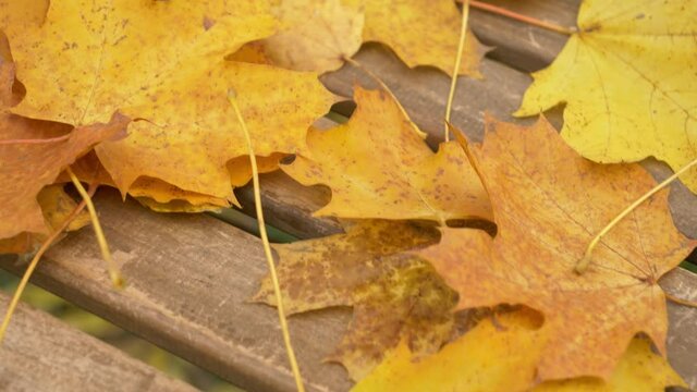 muple leaves on a table in a garden