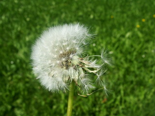 Eine Pusteblume auf der Wiese