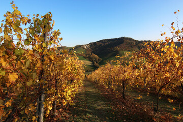 Fototapeta premium Vigneti in autunno in collina
