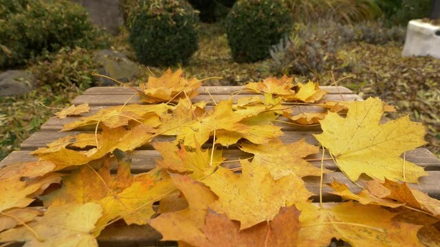 muple leaves on a table in a garden