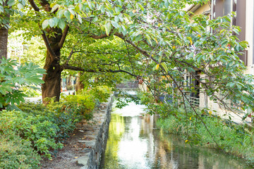 京都の高瀬川と新緑の木　自然