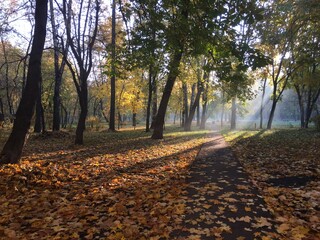 Obraz premium autumn in the forest