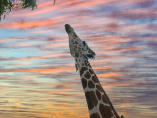 
Giraffe looking up and eating at sunset 1
