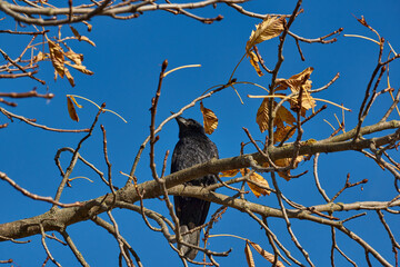 A crow sits on a chestnut branch in the town square.
