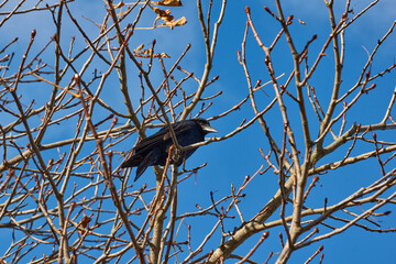 A crow sits on a chestnut branch in the town square.