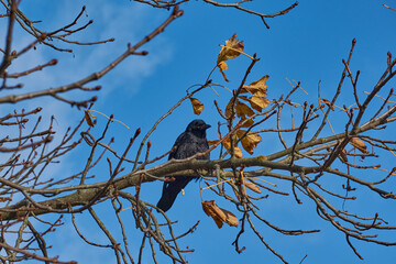 A crow sits on a chestnut branch in the town square.