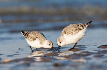 Drieteenstrandloper, Sanderling, Calidris alba