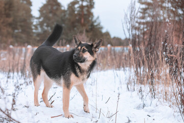 A large mixed-breed sheepdog stares off against a winter backdrop. Copy space. The dog's eyes search for its owner. Adoptable Dogs in Local Shelter. Hoping for adoption.