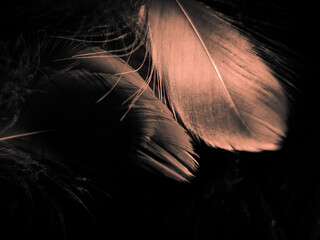 Obraz premium Beautiful abstract orange feathers on dark background, soft brown feather texture on pattern background, yellow feather background, love theme, valentines day