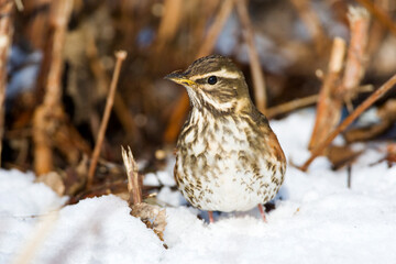 Koperwiek, Redwing, Turdus iliacus