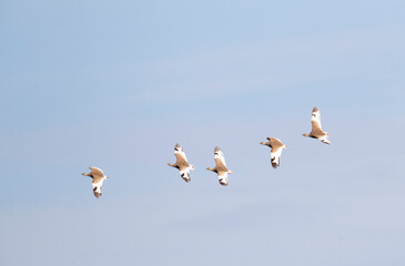 Little Bustard, Tetrax tetrax