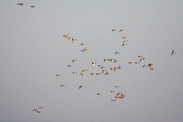 Slobeend, Northern Shoveler, Anas clypeata
