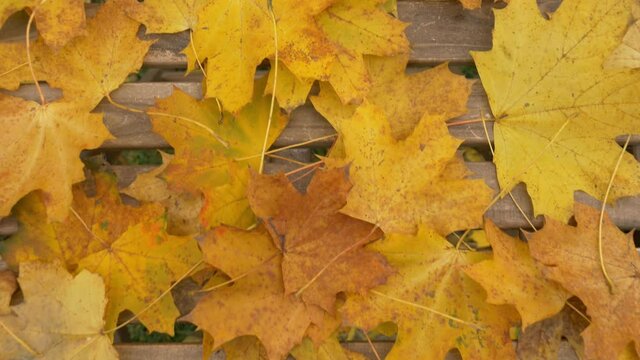 muple leaves on a table in a garden