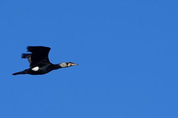 Kormoran im Flug