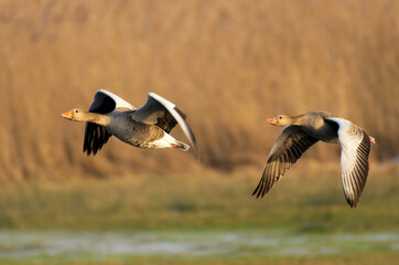 Graugänse im Flug