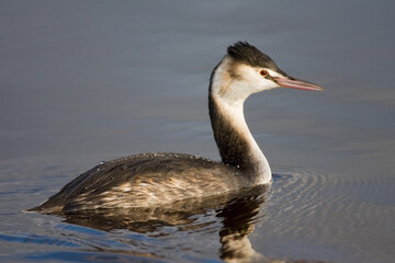 Great Crested Grebe, Fuut, Podiceps cristatus