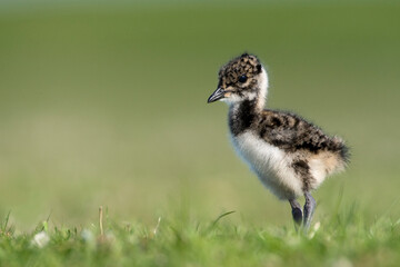 Kievit, Northern Lapwing, Vanellus vanellus