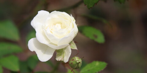 Rosa nel parco in una giornata d'autunno
