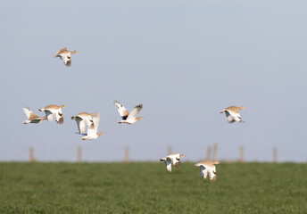 Little Bustard, Tetrax tetrax