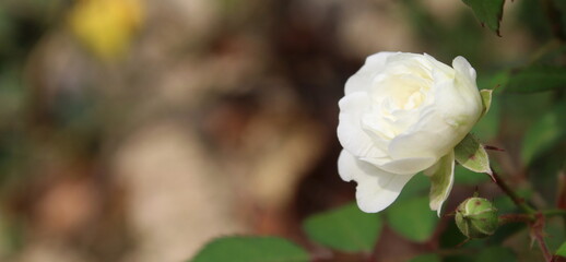 Rosa bianca nel parco in una giornata d'autunno