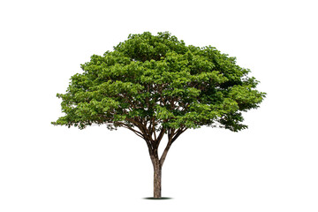 Obraz premium Chamchuri tree (Raintree) or Samanea saman Tree isolated on white background,soft focus.