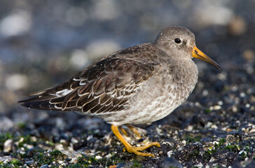 Purple Sandpiper, Paarse Strandloper, Calidris maritima