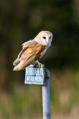Kerkuil, Barn Owl, Tyto alba