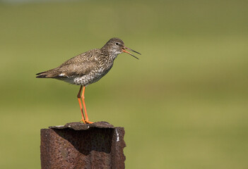 Common Redshank, Tureluur, Tringa totanus
