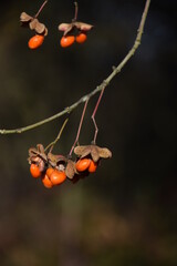 Trzmielina pospolita owoce jesienne tło © Anna