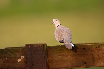 Eurasian Collared Dove, Turkse Tortel, Streptopelia decaocto
