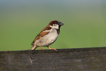 House Sparrow, Huismus, Passer domesticus