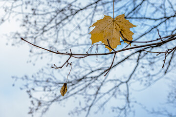 The last, yellow maple leaves on the tree. Concept, autumn is leaving